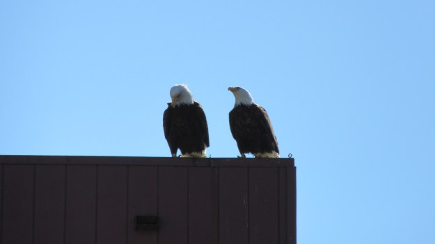 Two Eagles